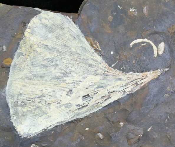 Fossil Ginkgo Leaf From North Dakota - Paleocene #29068